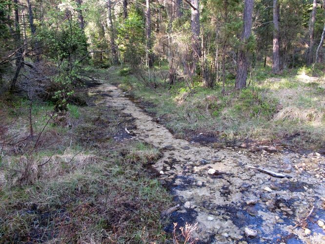 Maakond: Saaremaa Veekogu nimi: Nakimetsa allikas Pildistamise aeg: 22. mai 2011 Pildistaja: H. Timm Pildistamise koht: teadmata Asimuut: