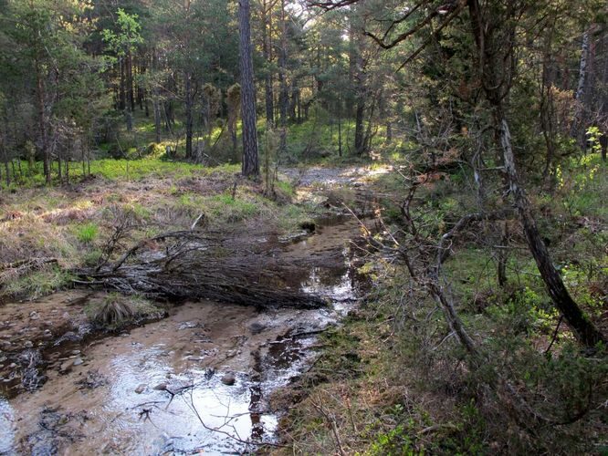 Maakond: Saaremaa Veekogu nimi: Nakimetsa allikas Pildistamise aeg: 22. mai 2011 Pildistaja: H. Timm Pildistamise koht: teadmata Asimuut: