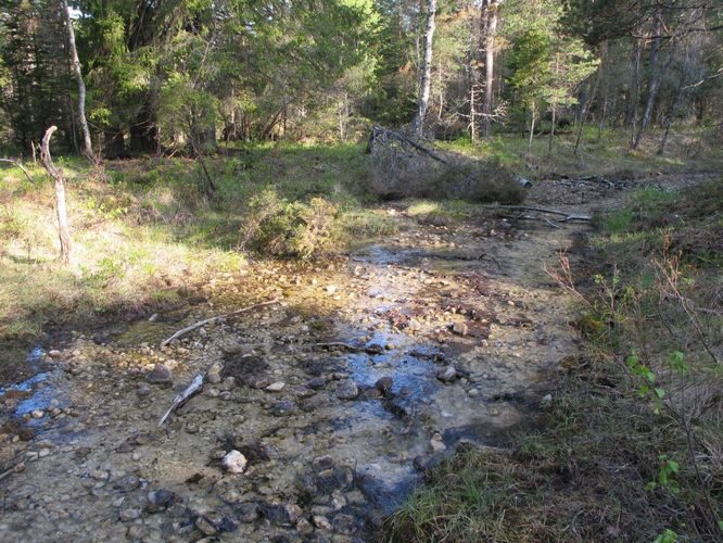 Maakond: Saaremaa Veekogu nimi: Nakimetsa allikas Pildistamise aeg: 22. mai 2011 Pildistaja: H. Timm Pildistamise koht: teadmata Asimuut: