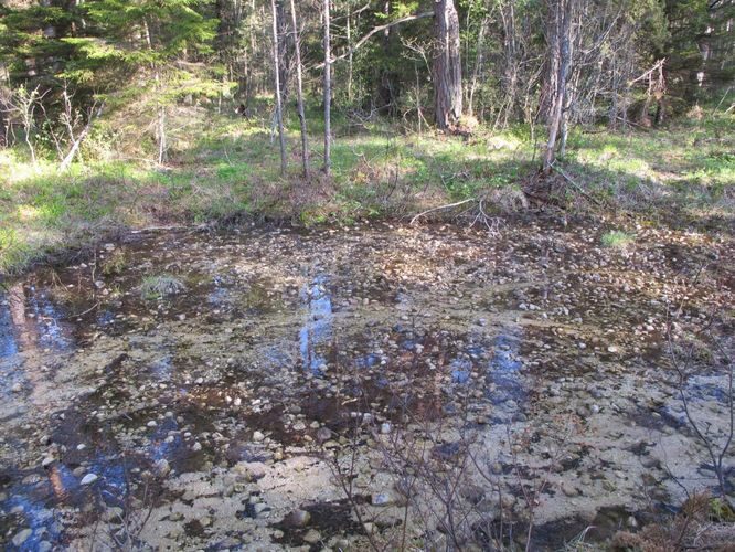 Maakond: Saaremaa Veekogu nimi: Nakimetsa allikas Pildistamise aeg: 22. mai 2011 Pildistaja: H. Timm Pildistamise koht: teadmata Asimuut: