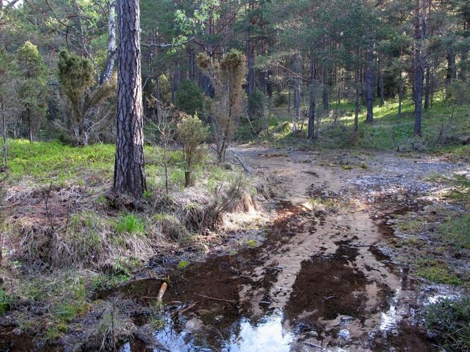 Maakond: Saaremaa Veekogu nimi: Nakimetsa allikas Pildistamise aeg: 22. mai 2011 Pildistaja: H. Timm Pildistamise koht: teadmata Asimuut: