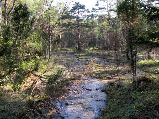 Maakond: Saaremaa Veekogu nimi: Nakimetsa allikas Pildistamise aeg: 22. mai 2011 Pildistaja: H. Timm Pildistamise koht: teadmata Asimuut: