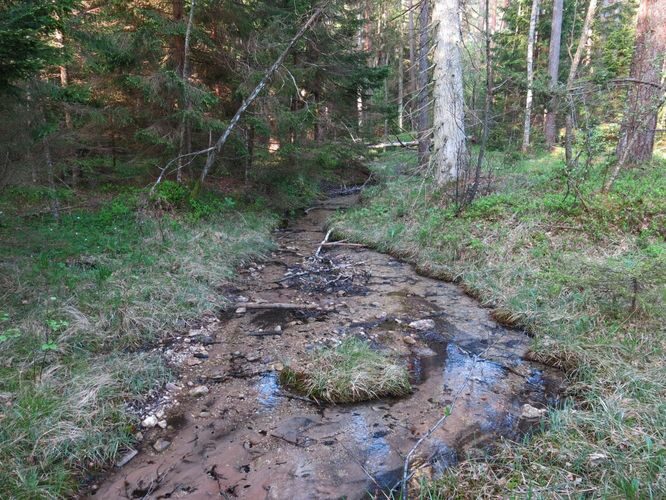 Maakond: Saaremaa Veekogu nimi: Nakimetsa allikas Pildistamise aeg: 22. mai 2014 Pildistaja: H. Timm Pildistamise koht: teadmata Asimuut: