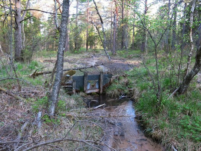 Maakond: Saaremaa Veekogu nimi: Nakimetsa allikas Pildistamise aeg: 22. mai 2014 Pildistaja: H. Timm Pildistamise koht: teadmata Asimuut: