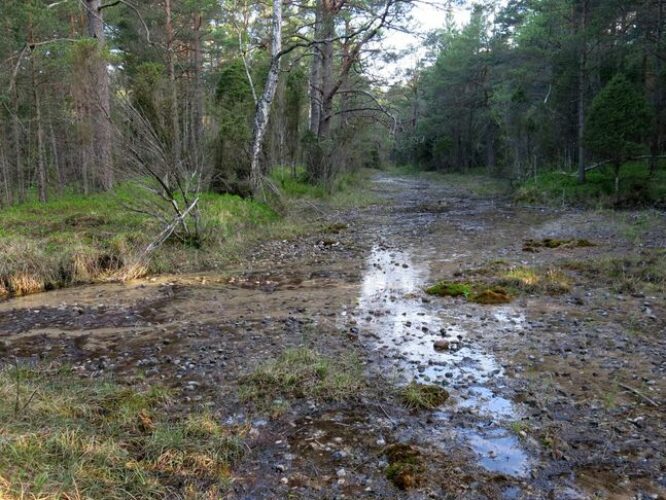 Maakond: Saaremaa Veekogu nimi: Nakimetsa allikas Pildistamise aeg: 22. mai 2014 Pildistaja: H. Timm Pildistamise koht: teadmata Asimuut:Maakond: Saaremaa Veekogu nimi: Nakimetsa allikas Pildistamise aeg: 22. mai 2014 Pildistaja: H. Timm Pildistamise koht: teadmata Asimuut: