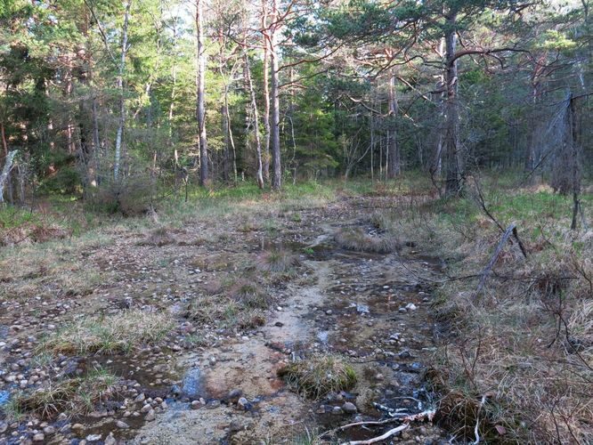 Maakond: Saaremaa Veekogu nimi: Nakimetsa allikas Pildistamise aeg: 22. mai 2014 Pildistaja: H. Timm Pildistamise koht: teadmata Asimuut: