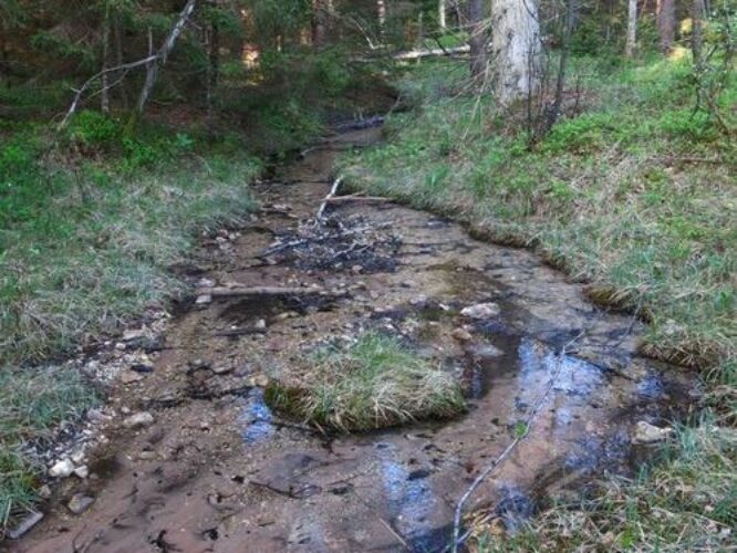 Maakond: Saaremaa Veekogu nimi: Nakimetsa allikas Pildistamise aeg: 22. mai 2014 Pildistaja: H. Timm Pildistamise koht: teadmata Asimuut: