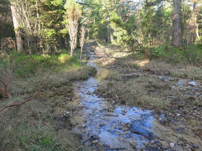 Maakond: Saaremaa Veekogu nimi: Nakimetsa allikas Pildistamise aeg: 22. mai 2014 Pildistaja: H. Timm Pildistamise koht: teadmata Asimuut: