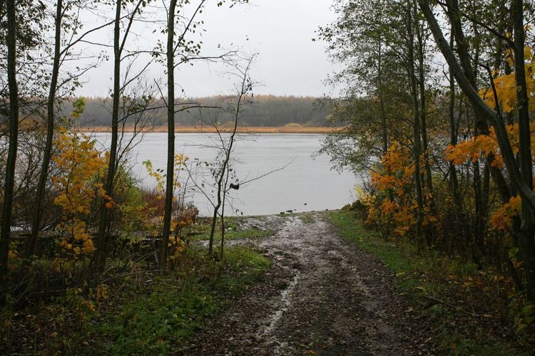 Maakond: Ida-Virumaa Veekogu nimi: Narva jõgi Pildistamise aeg: 16. oktoober 2008 Pildistaja: H. Timm Pildistamise koht: Siivertsi Asimuut: