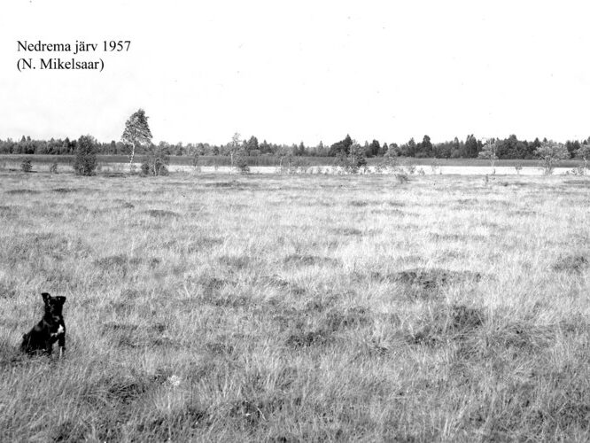 Maakond: Pärnumaa Veekogu nimi: Nedrema järv Pildistamise aeg: 1957 Pildistaja: N. Mikelsaar Pildistamise koht: teadmata Asimuut: