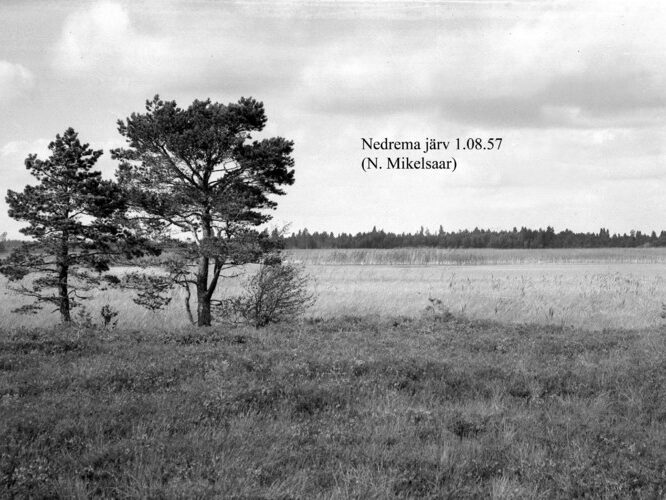 Maakond: Pärnumaa Veekogu nimi: Nedrema järv Pildistamise aeg: 1. august 1957 Pildistaja: N. Mikelsaar Pildistamise koht: teadmata Asimuut: