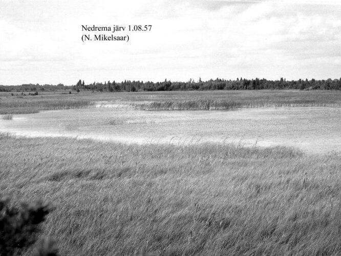 Maakond: Pärnumaa Veekogu nimi: Nedrema järv Pildistamise aeg: 1. august 1957 Pildistaja: N. Mikelsaar Pildistamise koht: teadmata Asimuut: