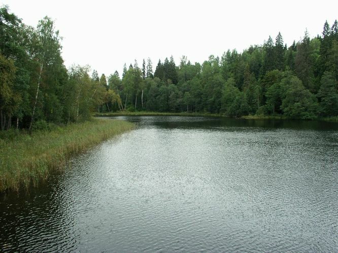 Maakond: Lääne-Virumaa Veekogu nimi: Neeruti Tagajärv Pildistamise aeg: 14. september 2009 Pildistaja: H. Timm Pildistamise koht: teadmata Asimuut: