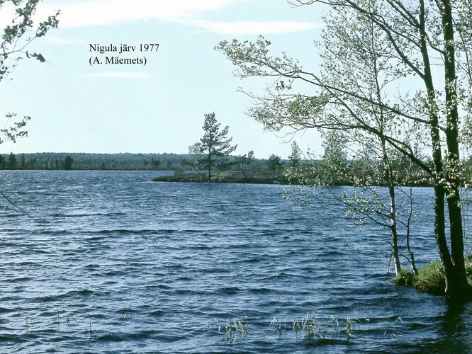 Maakond: Pärnumaa Veekogu nimi: Nigula järv Pildistamise aeg: 1977 Pildistaja: A. Mäemets Pildistamise koht: teadmata Asimuut: