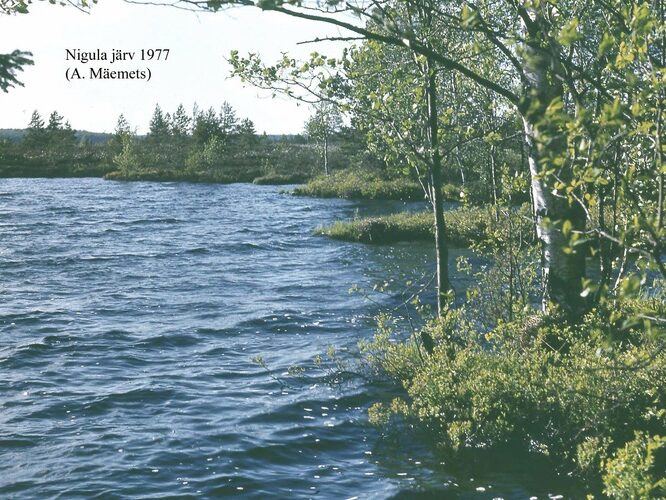 Maakond: Pärnumaa Veekogu nimi: Nigula järv Pildistamise aeg: 1977 Pildistaja: A. Mäemets Pildistamise koht: teadmata Asimuut: