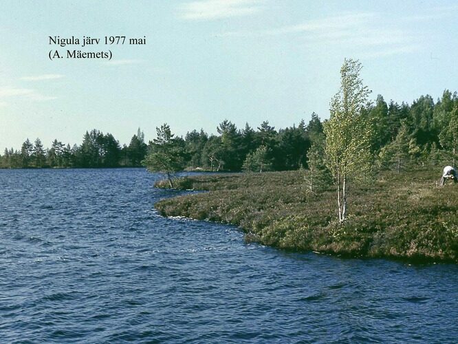 Maakond: Pärnumaa Veekogu nimi: Nigula järv Pildistamise aeg: mai 1977 Pildistaja: A. Mäemets Pildistamise koht: teadmata Asimuut: