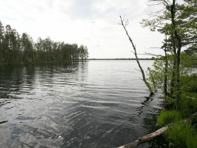 Maakond: Pärnumaa Veekogu nimi: Nigula järv Pildistamise aeg: 28. mai 2009 Pildistaja: H. Timm Pildistamise koht: teadmata Asimuut: