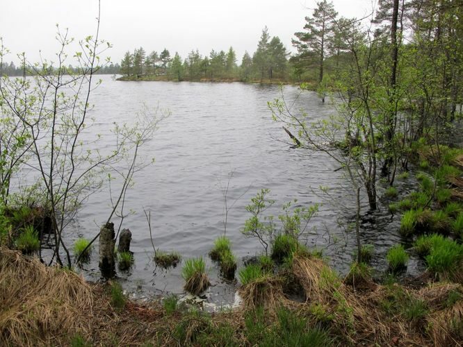 Maakond: Pärnumaa Veekogu nimi: Nigula järv Pildistamise aeg: 17. mai 2012 Pildistaja: H. Timm Pildistamise koht: teadmata Asimuut: