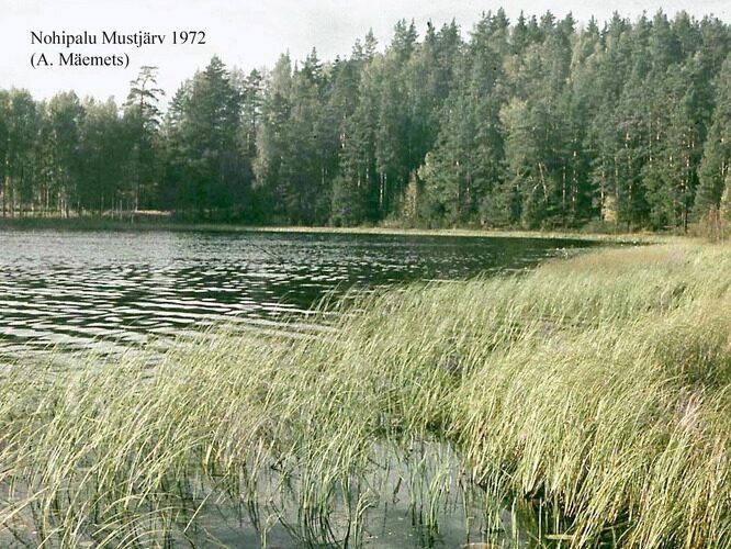 Maakond: Põlvamaa Veekogu nimi: Nohipalo Mustjärv Pildistamise aeg: 1972 Pildistaja: A. Mäemets Pildistamise koht: NE kaldalt Asimuut: NW