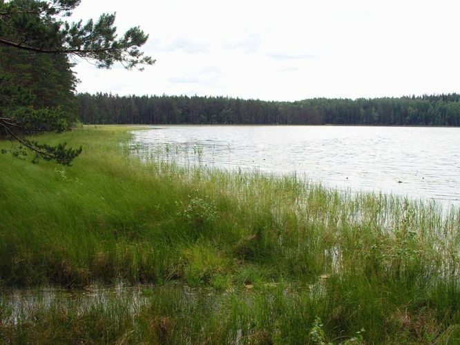 Maakond: Põlvamaa Veekogu nimi: Nohipalo Mustjärv Pildistamise aeg: 1. juuli 2004 Pildistaja: H. Timm Pildistamise koht: teadmata Asimuut: