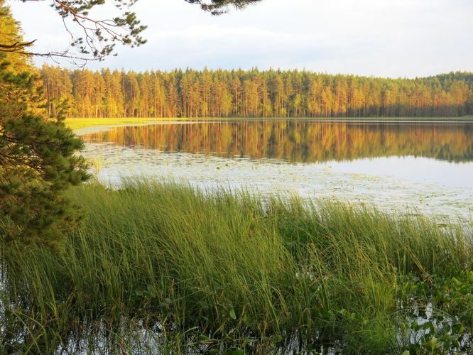 Maakond: Põlvamaa Veekogu nimi: Nohipalo Mustjärv Pildistamise aeg: 2. august 2013 Pildistaja: H. Timm Pildistamise koht: teadmata Asimuut: