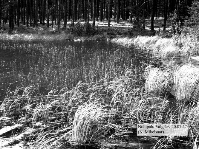 Maakond: Põlvamaa Veekogu nimi: Nohipalo Valgõjärv Pildistamise aeg: 20. juuli 1957 Pildistaja: N. Mikelsaar Pildistamise koht: NE kaldalt, lobeeliad Asimuut: WNW