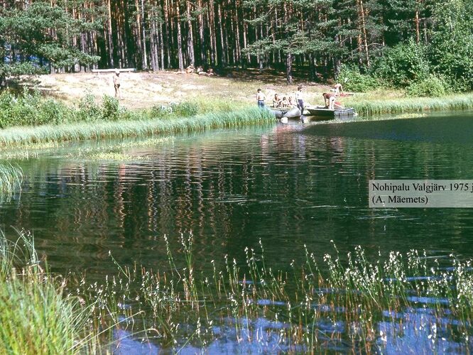 Maakond: Põlvamaa Veekogu nimi: Nohipalo Valgõjärv Pildistamise aeg: juuli 1975 Pildistaja: A. Mäemets Pildistamise koht: N sopp lobeeliatega Asimuut: E