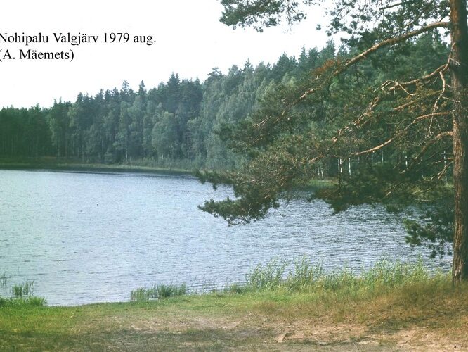 Maakond: Põlvamaa Veekogu nimi: Nohipalo Valgõjärv Pildistamise aeg: august 1979 Pildistaja: A. Mäemets Pildistamise koht: NE kaldalt Asimuut: WSW