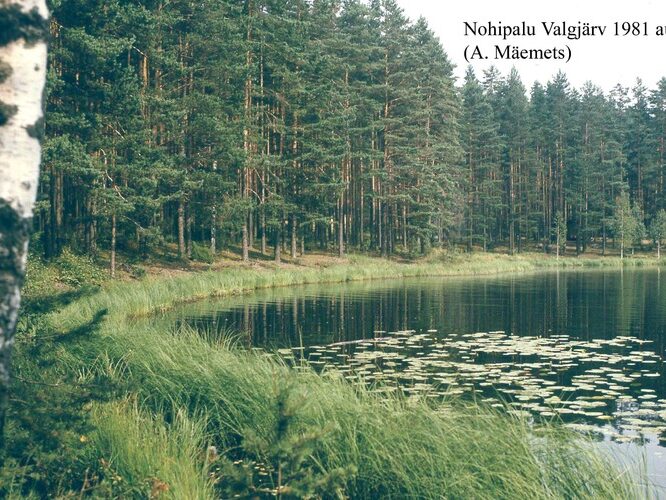 Maakond: Põlvamaa Veekogu nimi: Nohipalo Valgõjärv Pildistamise aeg: august 1981 Pildistaja: A. Mäemets Pildistamise koht: W kaldalt NNE Asimuut: