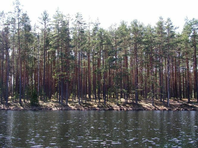 Maakond: Põlvamaa Veekogu nimi: Nohipalo Valgõjärv Pildistamise aeg: 5. mai 2003 Pildistaja: H. Timm Pildistamise koht: teadmata Asimuut: