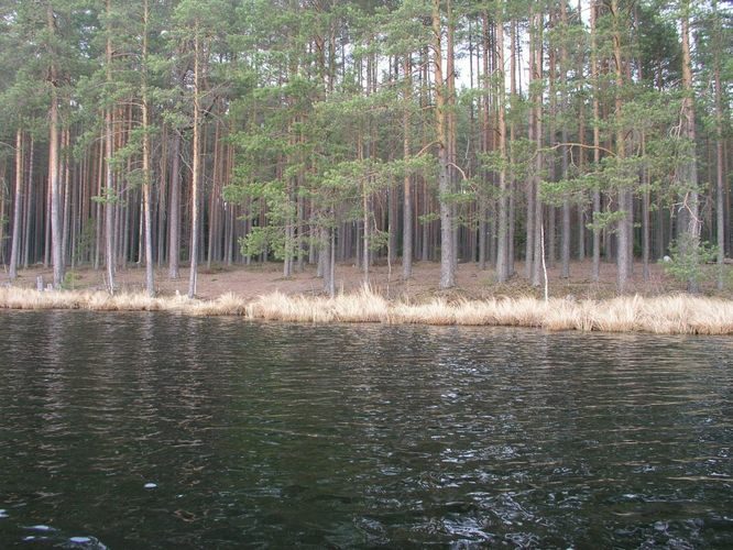 Maakond: Põlvamaa Veekogu nimi: Nohipalo Valgõjärv Pildistamise aeg: 2. mai 2006 Pildistaja: H. Timm Pildistamise koht: N-kallas Asimuut: