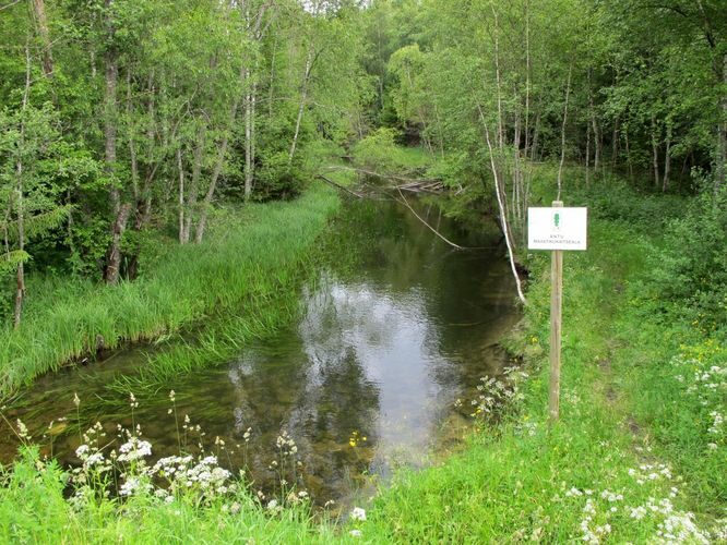 Maakond: Lääne-Virumaa Veekogu nimi: Nõmme jõgi Pildistamise aeg: 2. juuli 2010 Pildistaja: H. Timm Pildistamise koht: Tartu mnt. Asimuut: