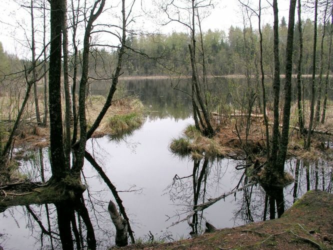 Maakond: Lääne-Virumaa Veekogu nimi: Nõmmoja Kalajärv Pildistamise aeg: 19. mai 2003 Pildistaja: H. Timm Pildistamise koht: teadmata Asimuut: