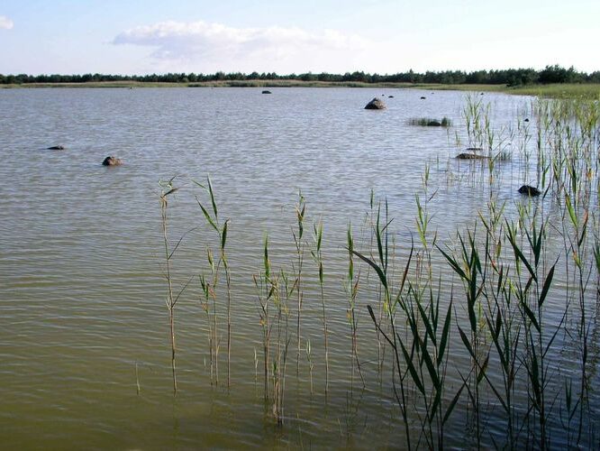 Maakond: Saaremaa Veekogu nimi: Nonni järv Pildistamise aeg: 10. august 2004 Pildistaja: H. Timm Pildistamise koht: teadmata Asimuut: