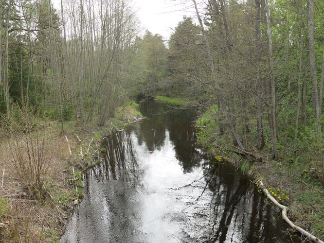 Maakond: Läänemaa Veekogu nimi: Nõva jõgi Pildistamise aeg: 14. mai 2014 Pildistaja: H. Timm Pildistamise koht: alamjooksu sild Asimuut: