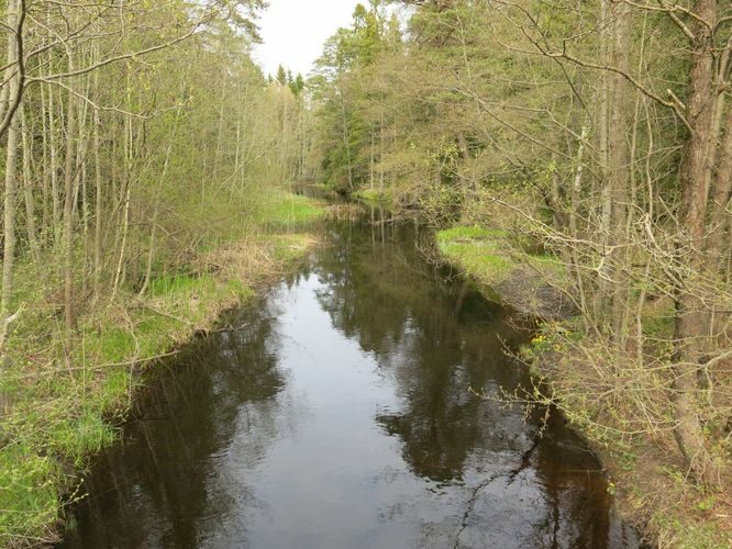 Maakond: Läänemaa Veekogu nimi: Nõva jõgi Pildistamise aeg: 14. mai 2014 Pildistaja: H. Timm Pildistamise koht: alamjooksu sild Asimuut: