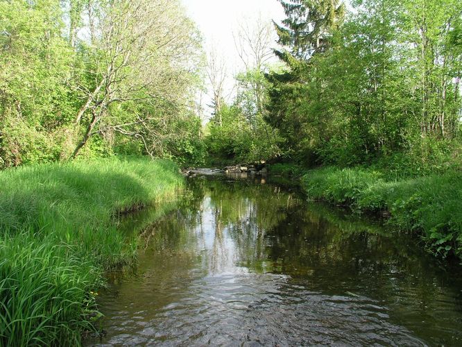 Maakond: Raplamaa Veekogu nimi: Nurtu jõgi Pildistamise aeg: 22. mai 2008 Pildistaja: H. Timm Pildistamise koht: Kohtru Asimuut: