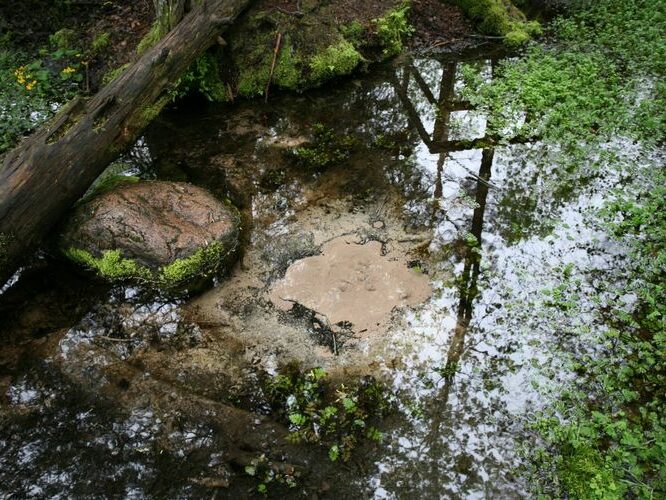 Maakond: Saaremaa Veekogu nimi: Odalätsi allikas Pildistamise aeg: 27. mai 2009 Pildistaja: H. Timm Pildistamise koht: teadmata Asimuut: