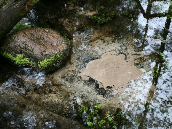 Maakond: Saaremaa Veekogu nimi: Odalätsi allikas Pildistamise aeg: 27. mai 2009 Pildistaja: H. Timm Pildistamise koht: teadmata Asimuut: