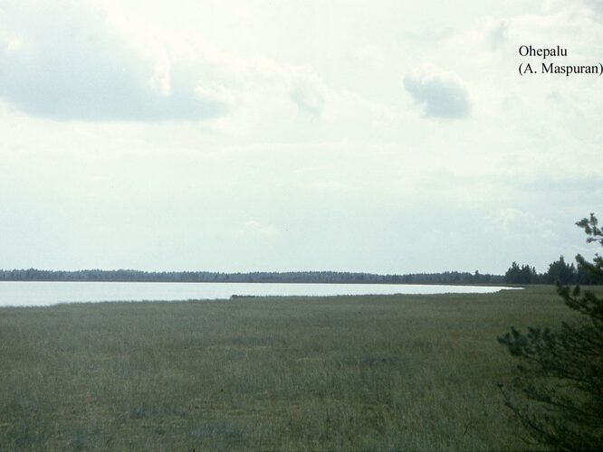 Maakond: Lääne-Virumaa Veekogu nimi: Ohepalu järv Pildistamise aeg: teadmata Pildistaja: A. Maspuran Pildistamise koht: teadmata Asimuut: