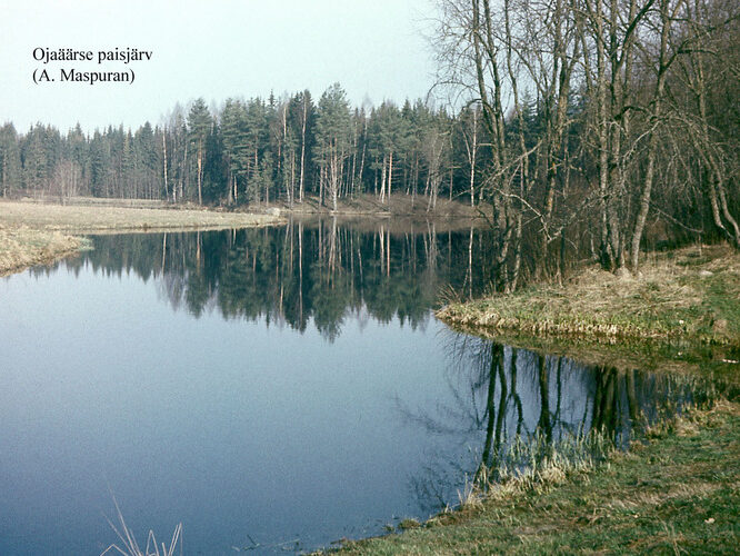 Maakond: Lääne-Virumaa Veekogu nimi: Ojaäärse paisjärv Pildistamise aeg: teadmata Pildistaja: A. Maspuran Pildistamise koht: teadmata Asimuut: