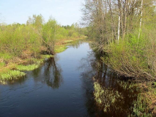 Maakond: Ida-Virumaa Veekogu nimi: Ojamaa jõgi Pildistamise aeg: 13. mai 2010 Pildistaja: H. Timm Pildistamise koht: Ojamaa Asimuut: