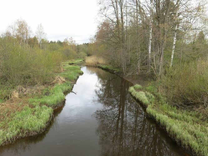 Maakond: Ida-Virumaa Veekogu nimi: Ojamaa jõgi Pildistamise aeg: 5. mai 2014 Pildistaja: H. Timm Pildistamise koht: Ojamaa Asimuut: