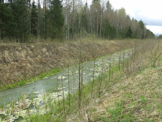 Maakond: Ida-Virumaa Veekogu nimi: Ojamaa peakraav Pildistamise aeg: 5. mai 2014 Pildistaja: H. Timm Pildistamise koht: allpool toruotsa Asimuut: