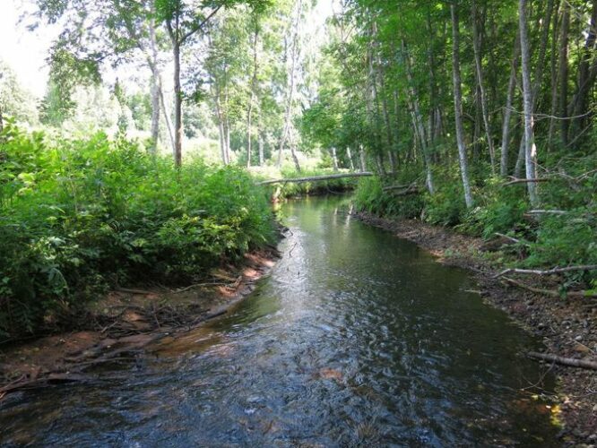 Maakond: Järvamaa Veekogu nimi: Onga jõgi Pildistamise aeg: 7. juuli 2013 Pildistaja: H. Timm Pildistamise koht: Luige karjääri taga Asimuut: