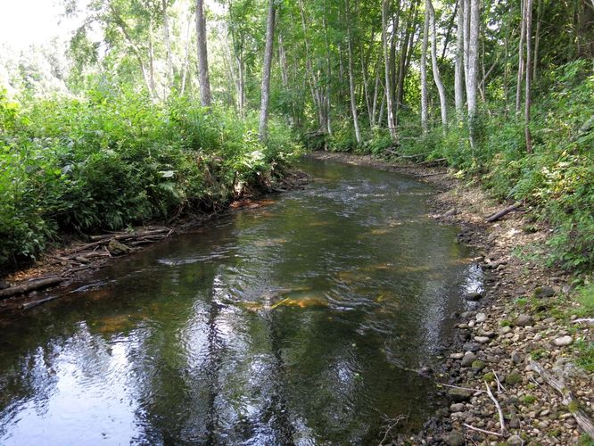 Maakond: Järvamaa Veekogu nimi: Onga jõgi Pildistamise aeg: 7. juuli 2013 Pildistaja: H. Timm Pildistamise koht: Luige karjääri taga Asimuut: