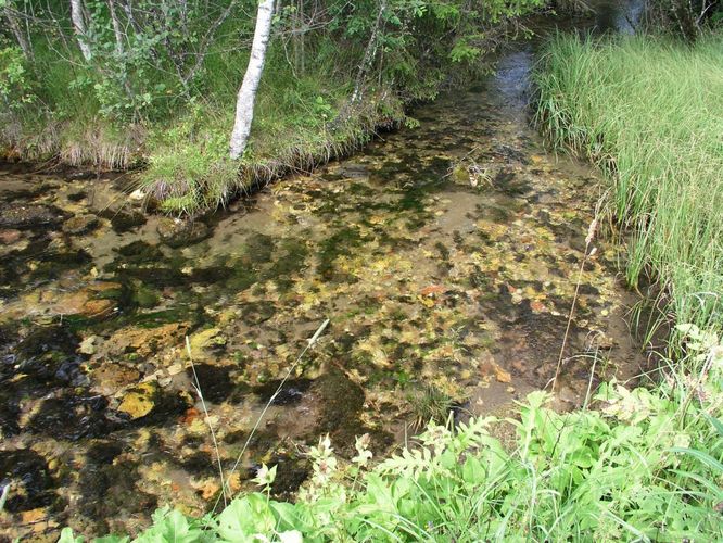 Maakond: Järvamaa Veekogu nimi: Oostriku jõgi Pildistamise aeg: august 2003 Pildistaja: H. Timm Pildistamise koht: teadmata Asimuut: