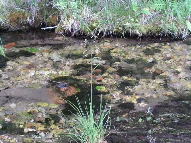 Maakond: Järvamaa Veekogu nimi: Oostriku jõgi Pildistamise aeg: august 2003 Pildistaja: H. Timm Pildistamise koht: teadmata Asimuut: