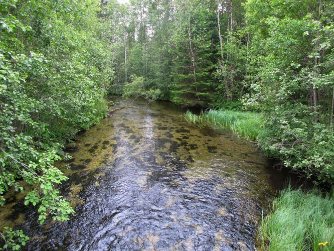 Maakond: Järvamaa Veekogu nimi: Oostriku jõgi Pildistamise aeg: 2. juuli 2010 Pildistaja: H. Timm Pildistamise koht: teadmata Asimuut: