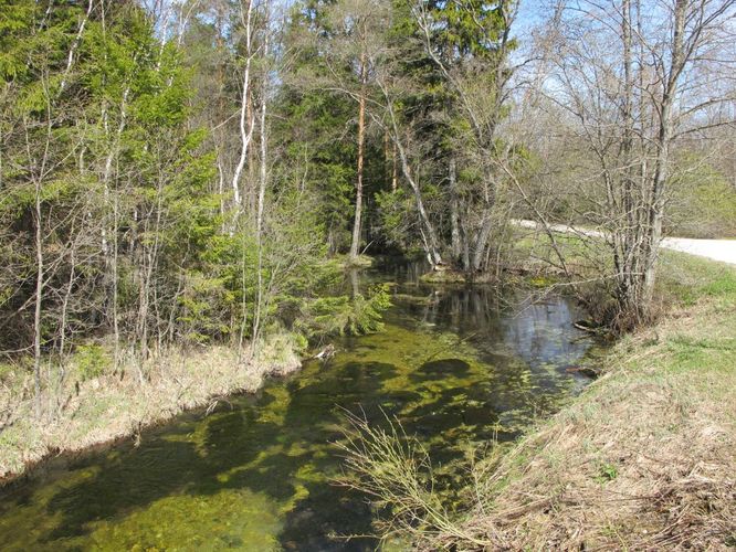 Maakond: Järvamaa Veekogu nimi: Oostriku jõgi Pildistamise aeg: 7. mai 2011 Pildistaja: H. Timm Pildistamise koht: Jõeküla - Norra tee Asimuut: